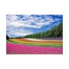 92409-117.jpg Free Tulip Garden Poster