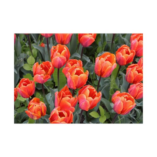 92409-123.jpg Garden Plant Poster