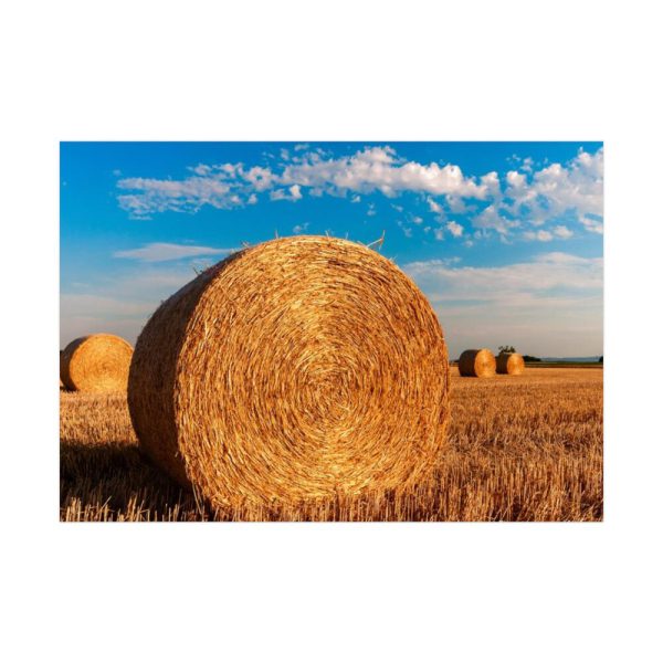 92409-168.jpg Straw Bales Poster