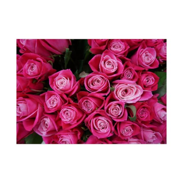 Flowers Rose Pink Bouquet Poster