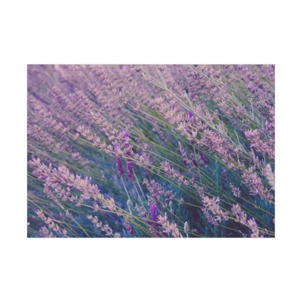 92409-234.jpg Tall Lavender Plants Poster