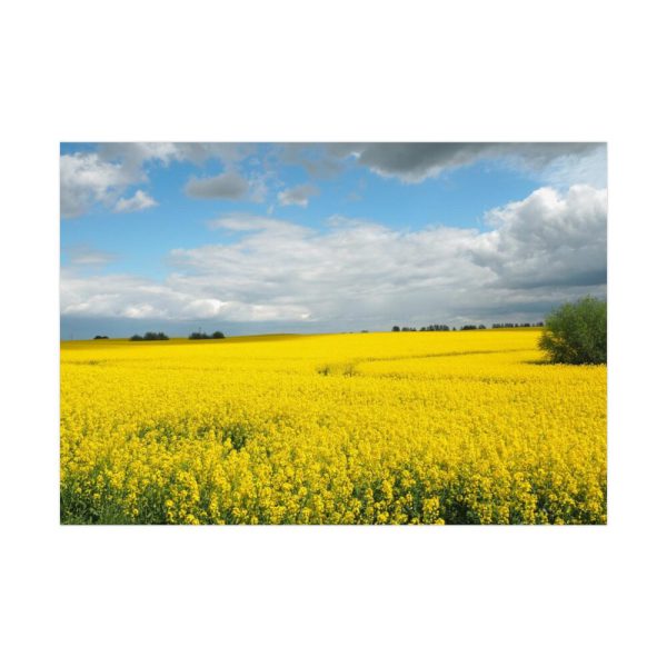 92409-237.jpg Oilseed Rape Field Yellow Poster