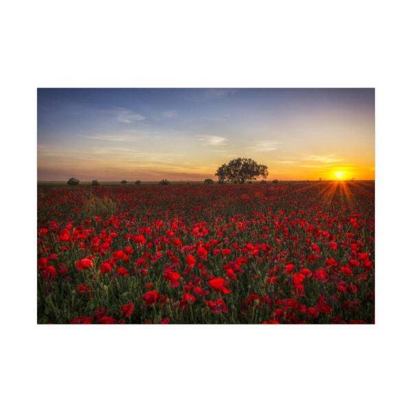 Red Poppies in the Sunset Poster