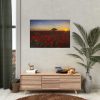 Red Poppies in the Sunset Poster