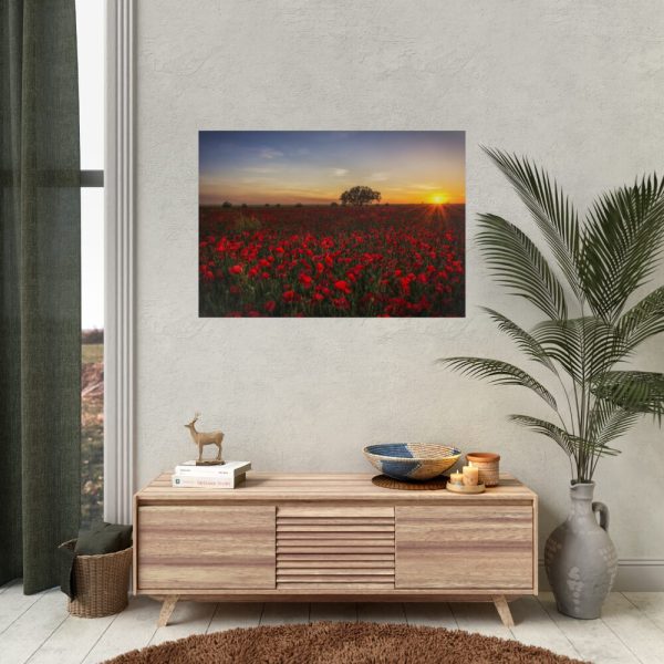 Red Poppies in the Sunset Poster