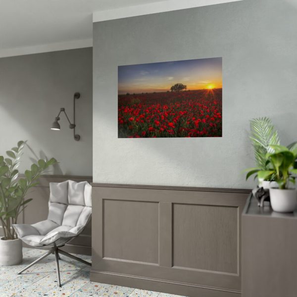 Red Poppies in the Sunset Poster