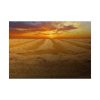 92409-36.jpg Wheat field Poster