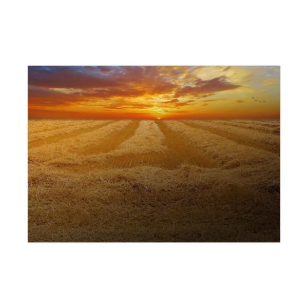 92409-36.jpg Wheat field Poster