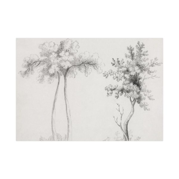 92409-63.jpg Studies of Upas and Maple Trees Poster