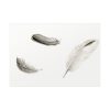 92409-66.jpg Study of Three Feathers Poster