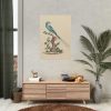 92410-1.jpg Coracias abyssinicus (Abyssinian Roller) Poster