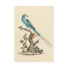 92410.jpg Coracias abyssinicus (Abyssinian Roller) Poster
