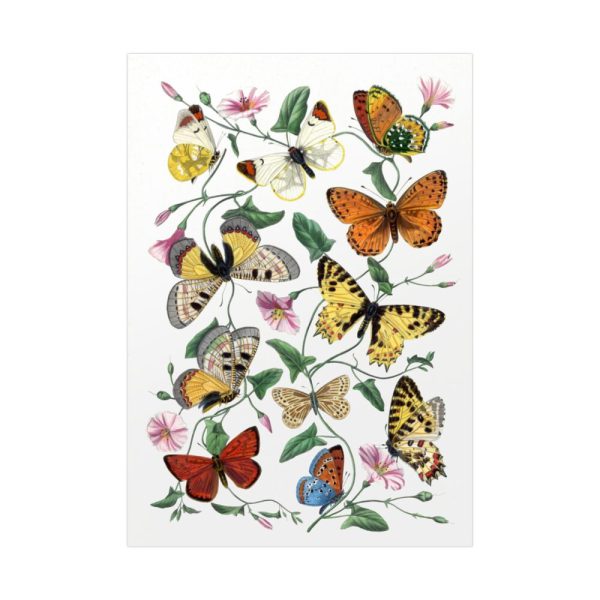 Butterfly & Moth Painting by Paul Gervais Poster