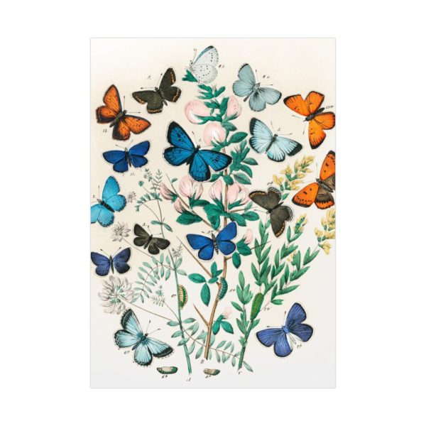 European Butterflies and Moths by William Forsell Kirby Poster