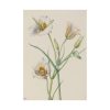 92410-33.jpg Sego Lily by Mary Vaux Walcott Poster