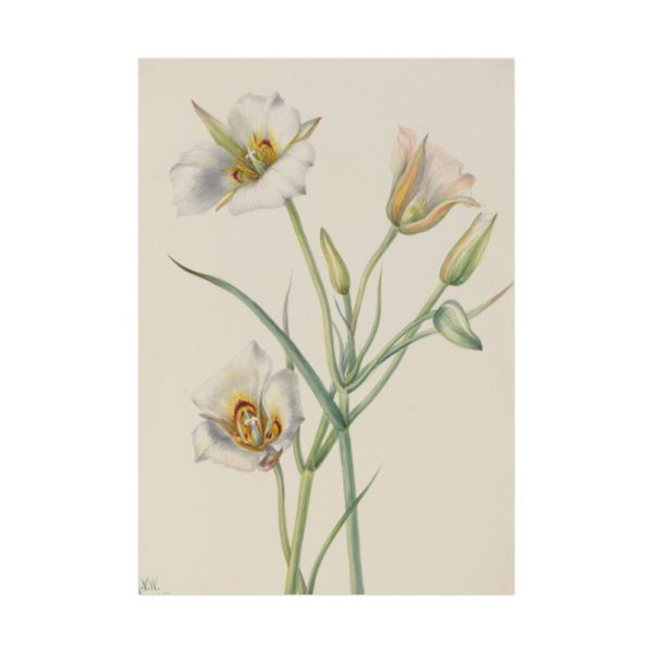92410-33.jpg Sego Lily by Mary Vaux Walcott Poster