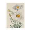 92410-36.jpg Matilija Poppy by Mary Vaux Walcott Poster