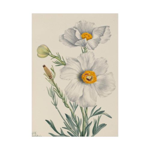 Matilija Poppy by Mary Vaux Walcott Poster