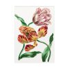 92410-72.jpg Various Tulips by John Edwards Poster