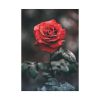 92410-87.jpg Close-up of a Red Rose With Its Petals Poster