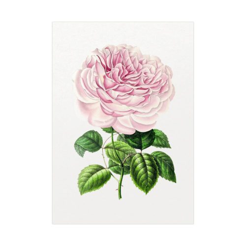 Hand Drawn Bengal Rose Poster
