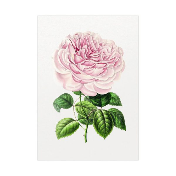 92410-90.jpg Hand Drawn Bengal Rose Poster