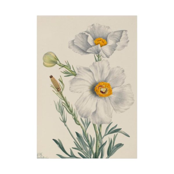 92411-36.jpg Matilija Poppy by Mary Vaux Walcott Poster