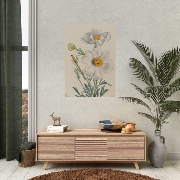 92411-37.jpg Matilija Poppy by Mary Vaux Walcott Poster
