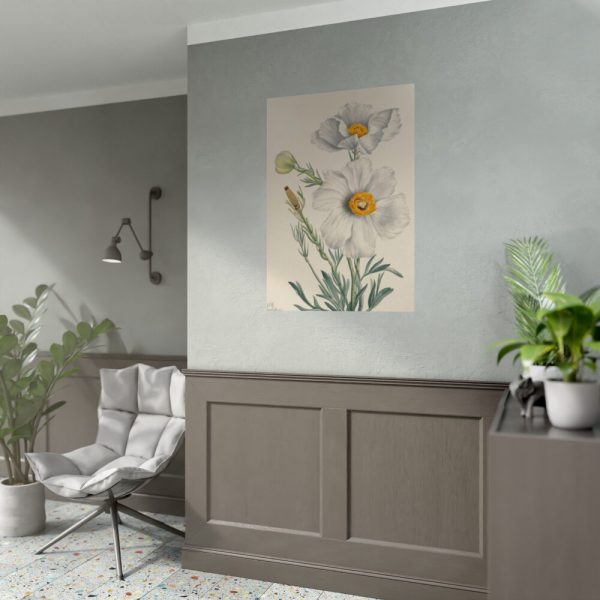 92411-38.jpg Matilija Poppy by Mary Vaux Walcott Poster