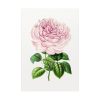 92411-90.jpg Hand Drawn Bengal Rose Poster