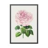Hand Drawn Bengal Rose Framed Poster