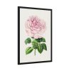 Hand Drawn Bengal Rose Framed Poster