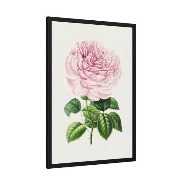 Hand Drawn Bengal Rose Framed Poster
