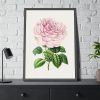 Hand Drawn Bengal Rose Framed Poster