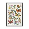 Butterfly & Moth Painting by Paul Gervais Framed Poster