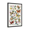 Butterfly & Moth Painting by Paul Gervais Framed Poster