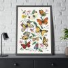 Butterfly & Moth Painting by Paul Gervais Framed Poster