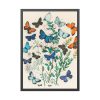 93830-196.jpg European Butterflies and Moths by William Forsell Kirby Framed Poster