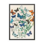 European Butterflies and Moths by William Forsell Kirby Framed Poster