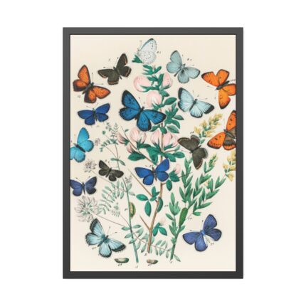 European Butterflies and Moths by William Forsell Kirby Framed Poster