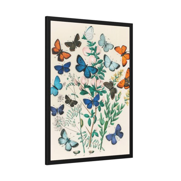 93830-197.jpg European Butterflies and Moths by William Forsell Kirby Framed Poster