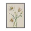 Sego Lily by Mary Vaux Walcott Framed Poster