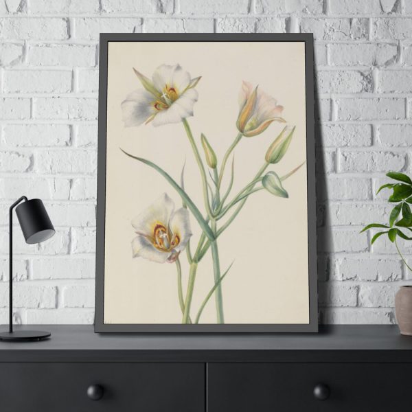 Sego Lily by Mary Vaux Walcott Framed Poster