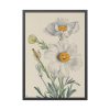 Matilija Poppy by Mary Vaux Walcott Fremed Poster