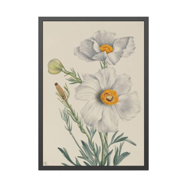 Matilija Poppy by Mary Vaux Walcott Fremed Poster
