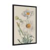 Matilija Poppy by Mary Vaux Walcott Fremed Poster