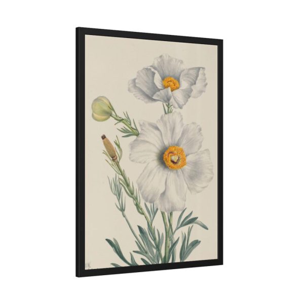 Matilija Poppy by Mary Vaux Walcott Fremed Poster