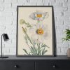 Matilija Poppy by Mary Vaux Walcott Fremed Poster