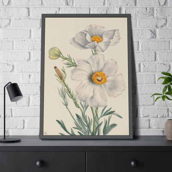 Matilija Poppy by Mary Vaux Walcott Fremed Poster
