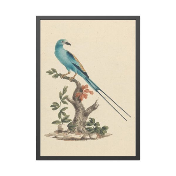 93830.jpg Coracias abyssinicus (Abyssinian Roller) Framed Poster